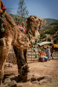 A camel stands near a market stall with flowers.